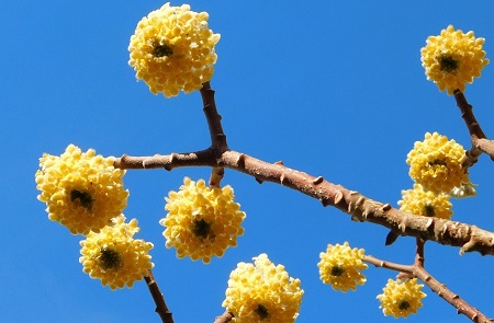 Papierbusch - Edgeworthia chrysantha